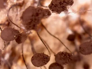 ekspertyzy mykologiczne - mykologia budowlana