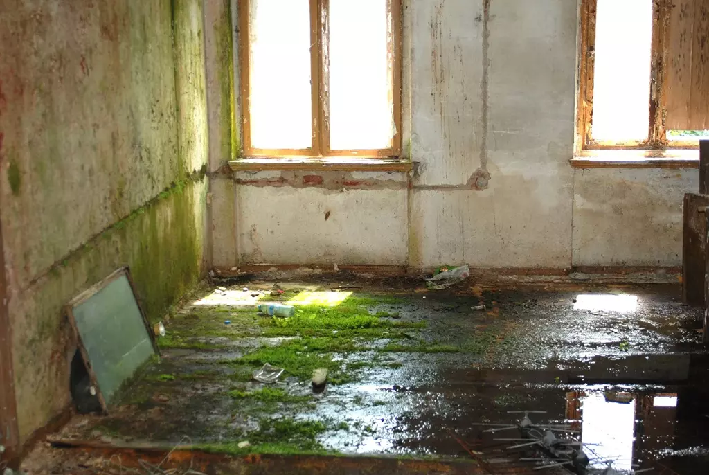 ekspertyza mykologiczna po powodzi