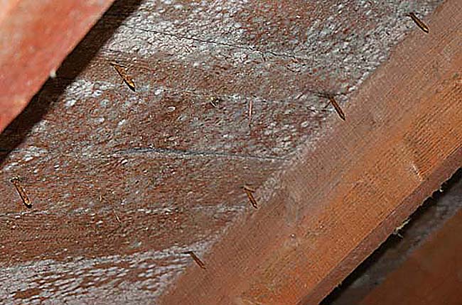 grzyby-w-budynku-wilgoć