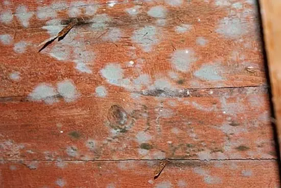 Ekspertyzy mykologiczne - Waigel