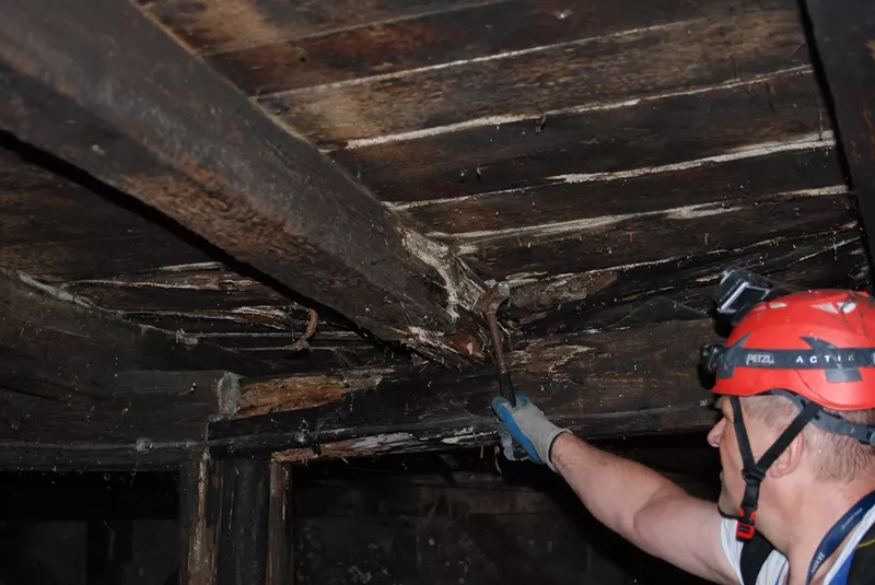 Ekspertyzy Mykologiczne Gliwice - Grupa Waigel