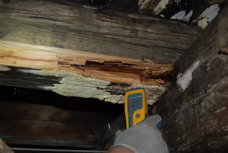 Ekspertyzy Mykologiczne - Grupa Waigel - 20 lat na rynku