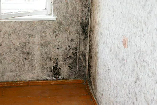 ekspertyzy mykologiczne kraków - grzyby pleśnie