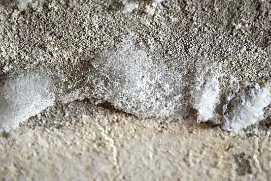 ekspertyzy mykologiczne wrocław