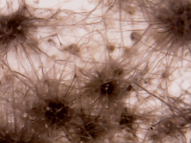 Ekspertyzy mykologiczne - Waigel