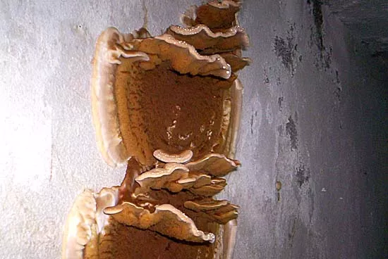 ekspertyzy mykologiczne kraków - owocnik Serpula lacrymans